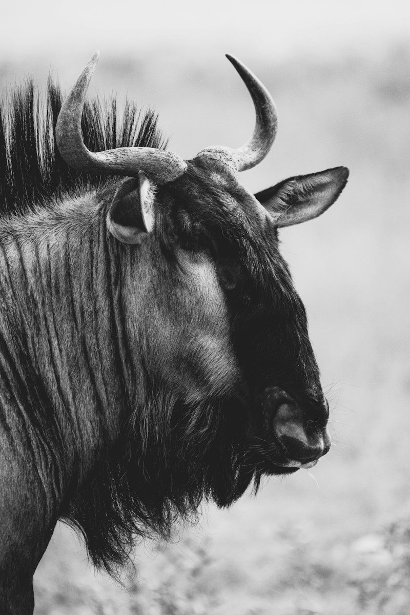 A close-up black and white profile of a wildebeest
