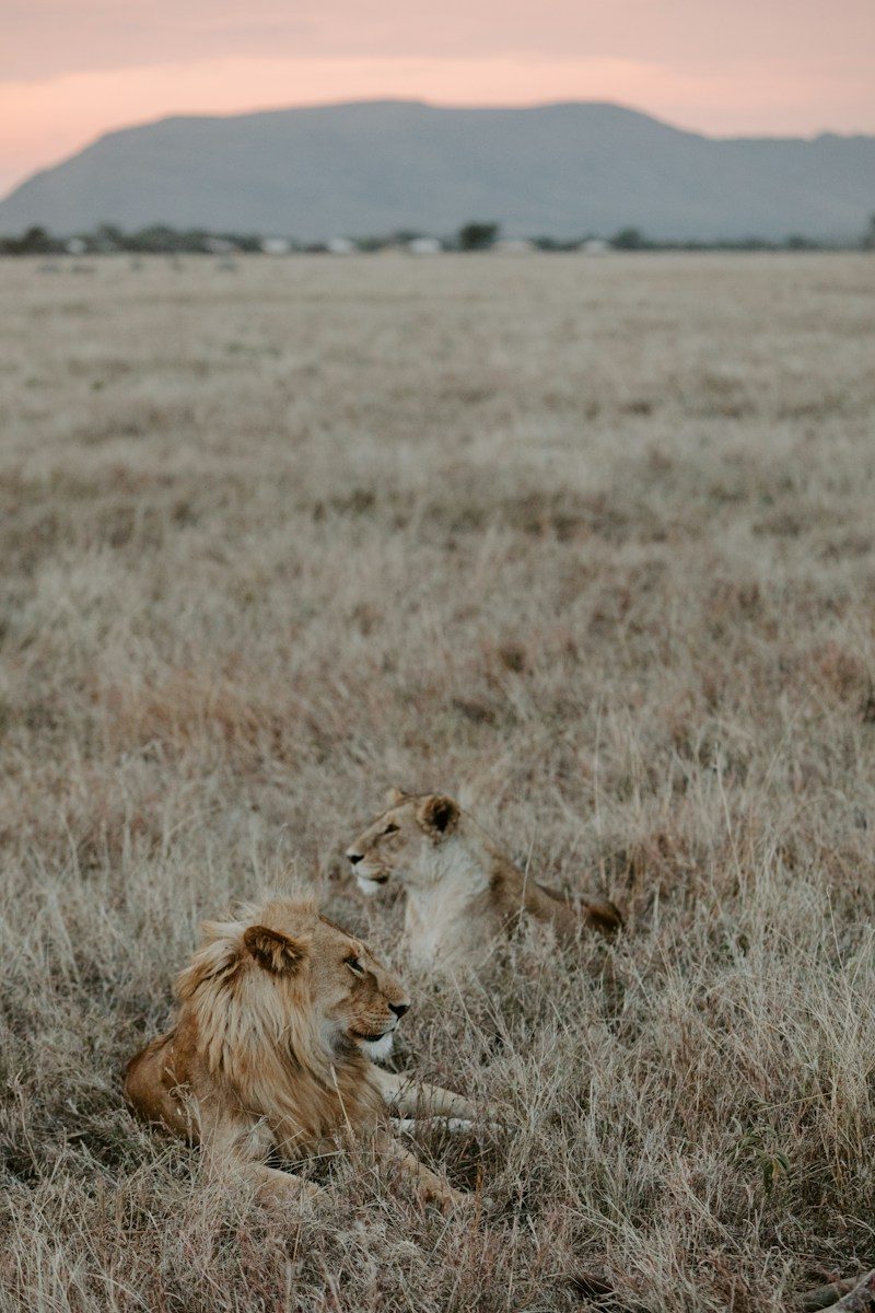 lion on brown grass field during daytime
