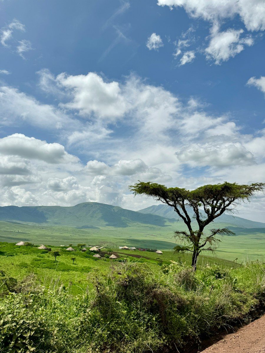 a lone tree in a grassy field with mountains in the background
